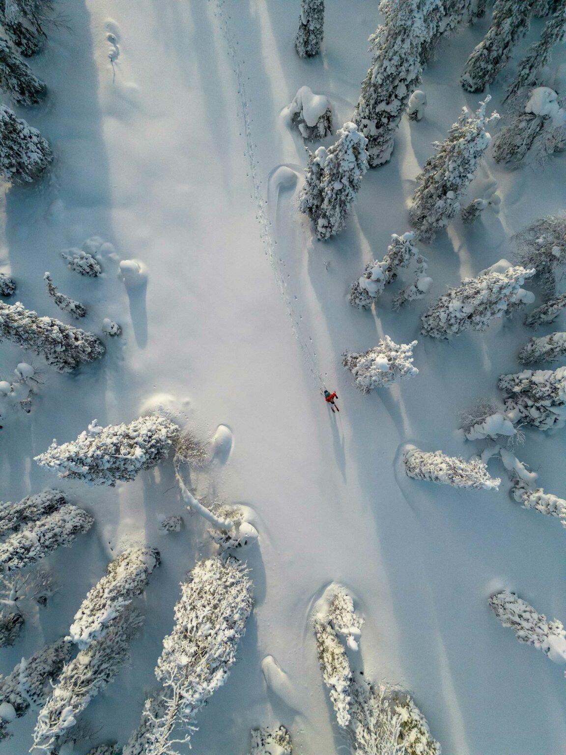 Tsugaike Village, Hakuba Valley branding materials include a key visual featuring an aerial view of a skier in a red jacket moving through a snowy forest. Snow-laden trees create a serene, wintry landscape, casting long shadows.